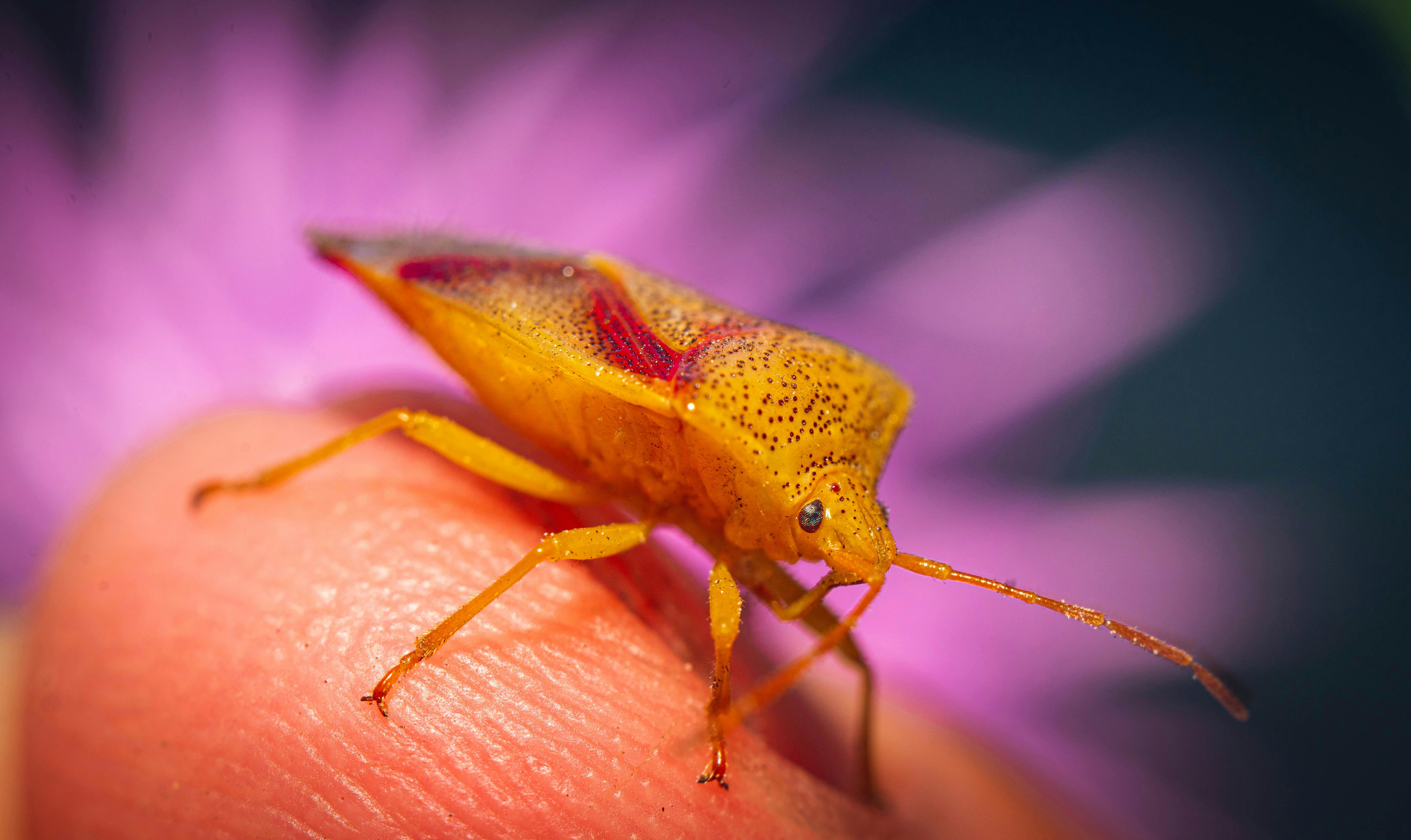 Bed Bug Treatment in South Africa