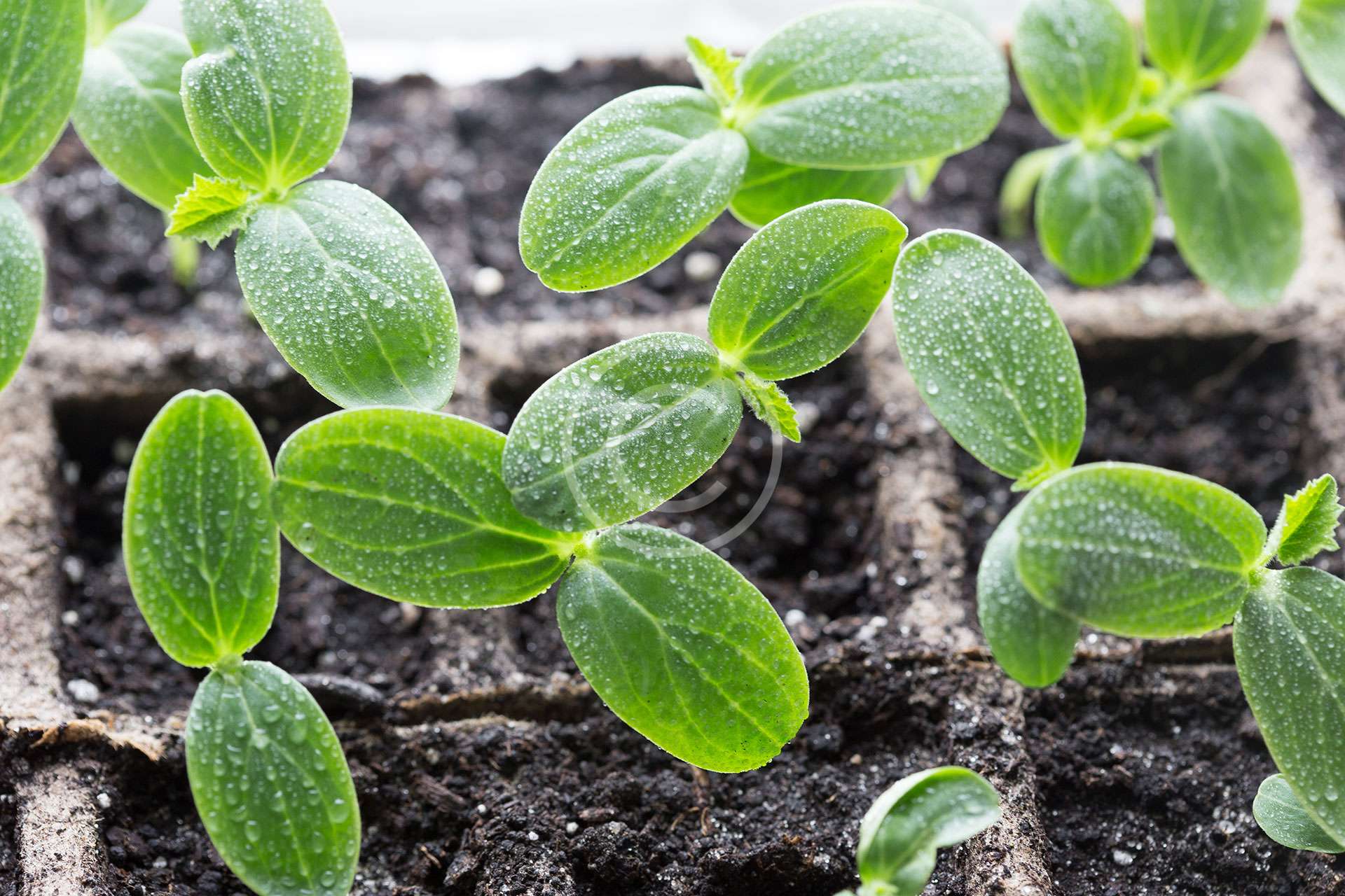 Pre-construction termite soil treatment South Africa