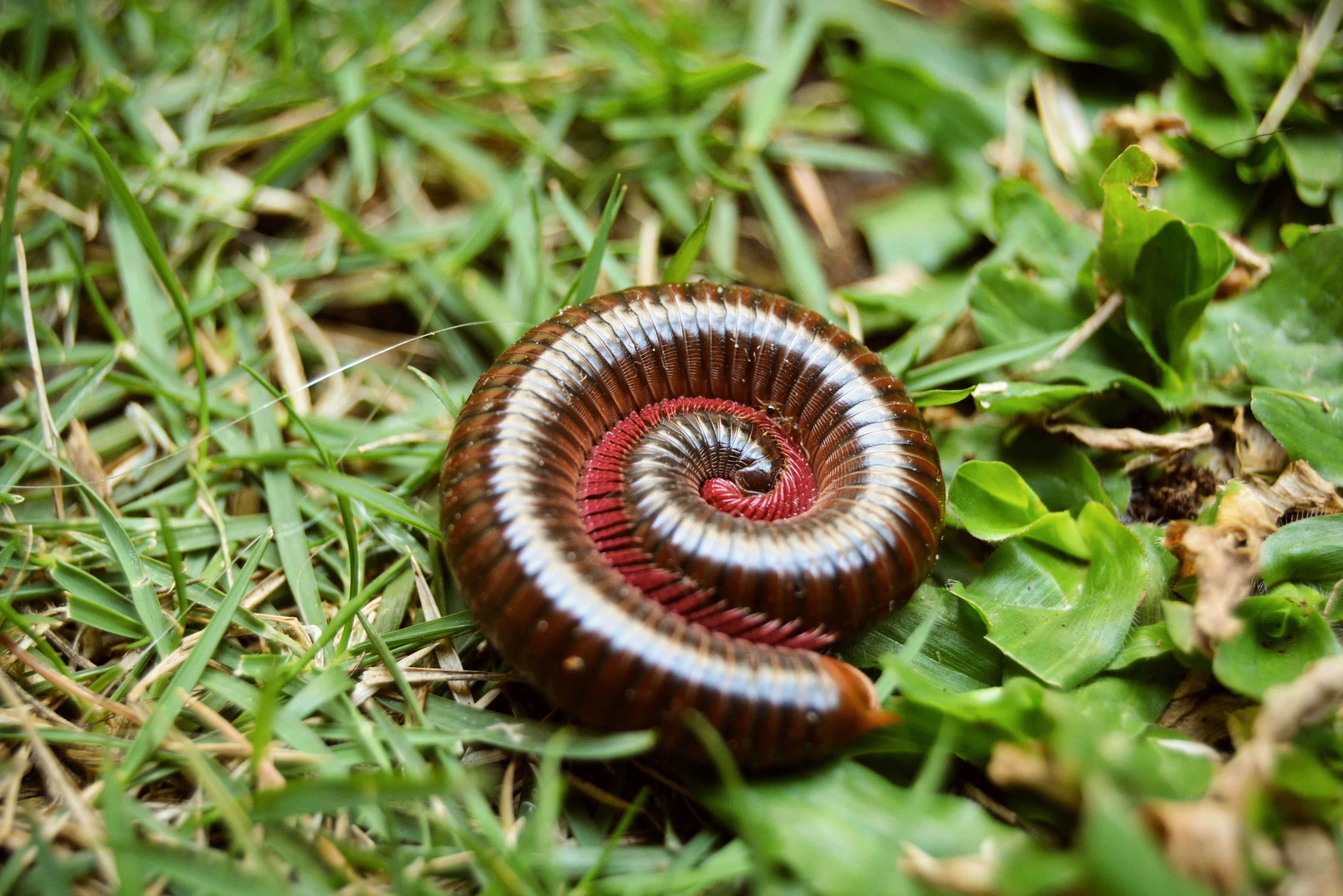 Millipedes in South Africa