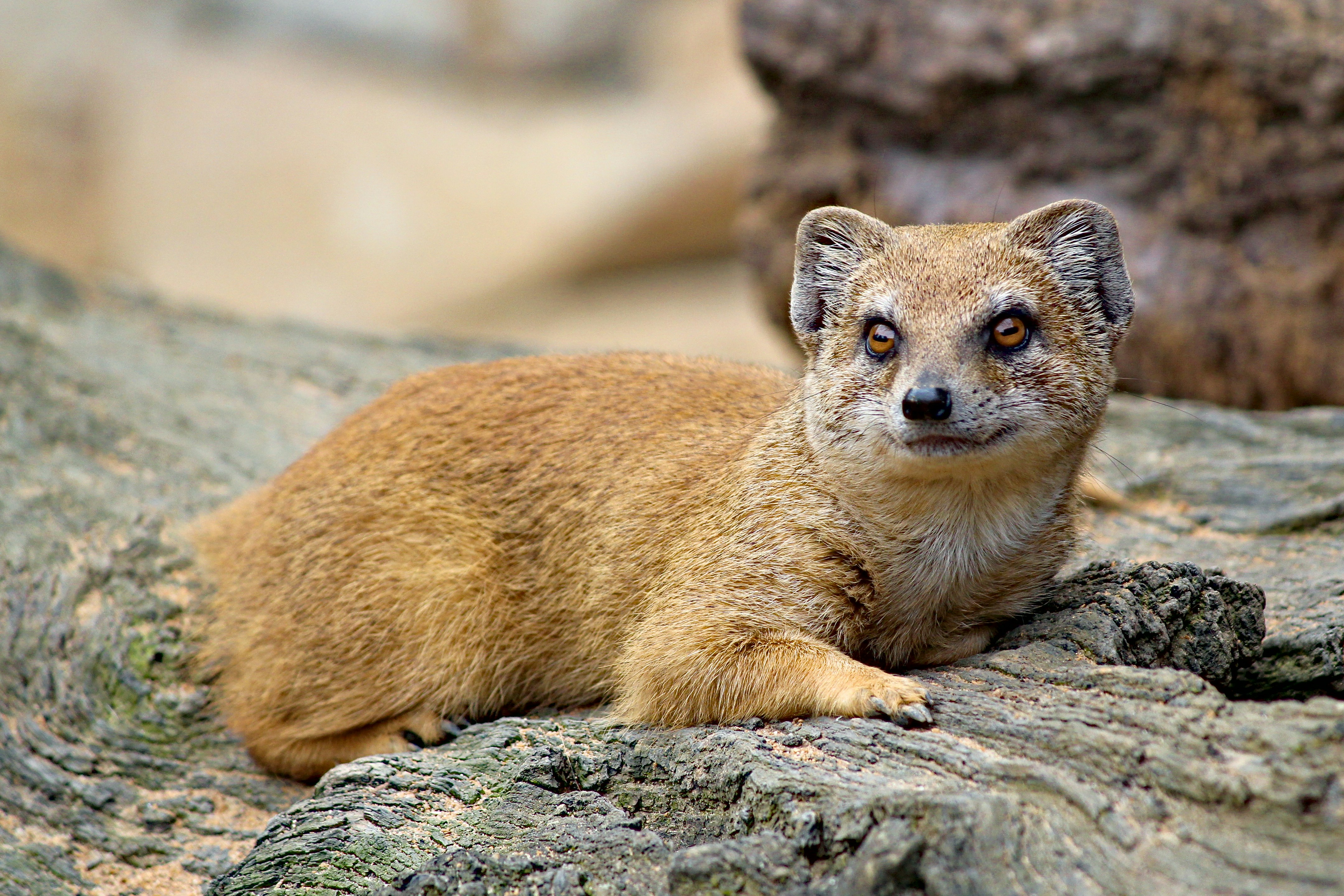 Mongoose in South Africa