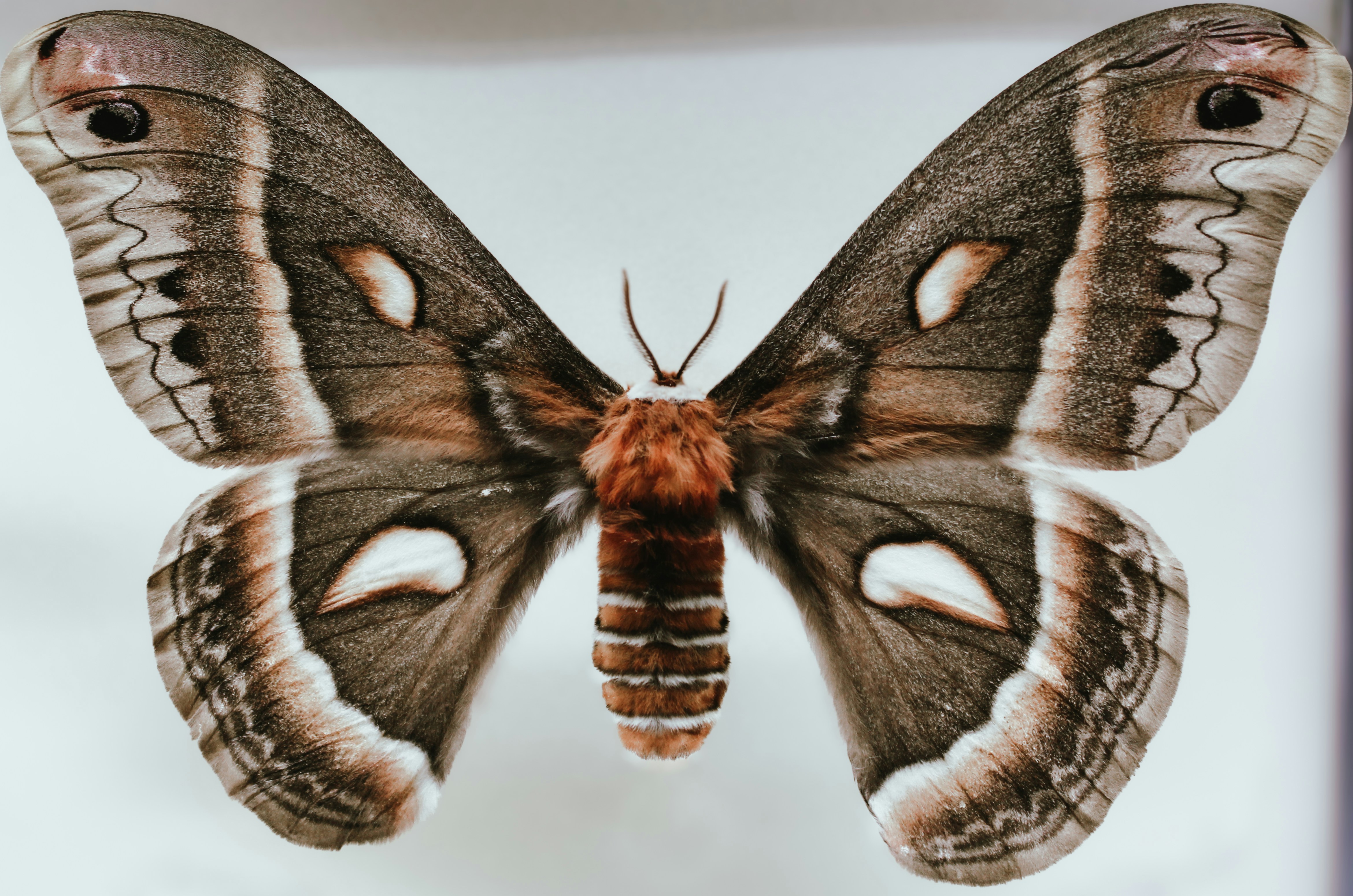 Moths in South Africa