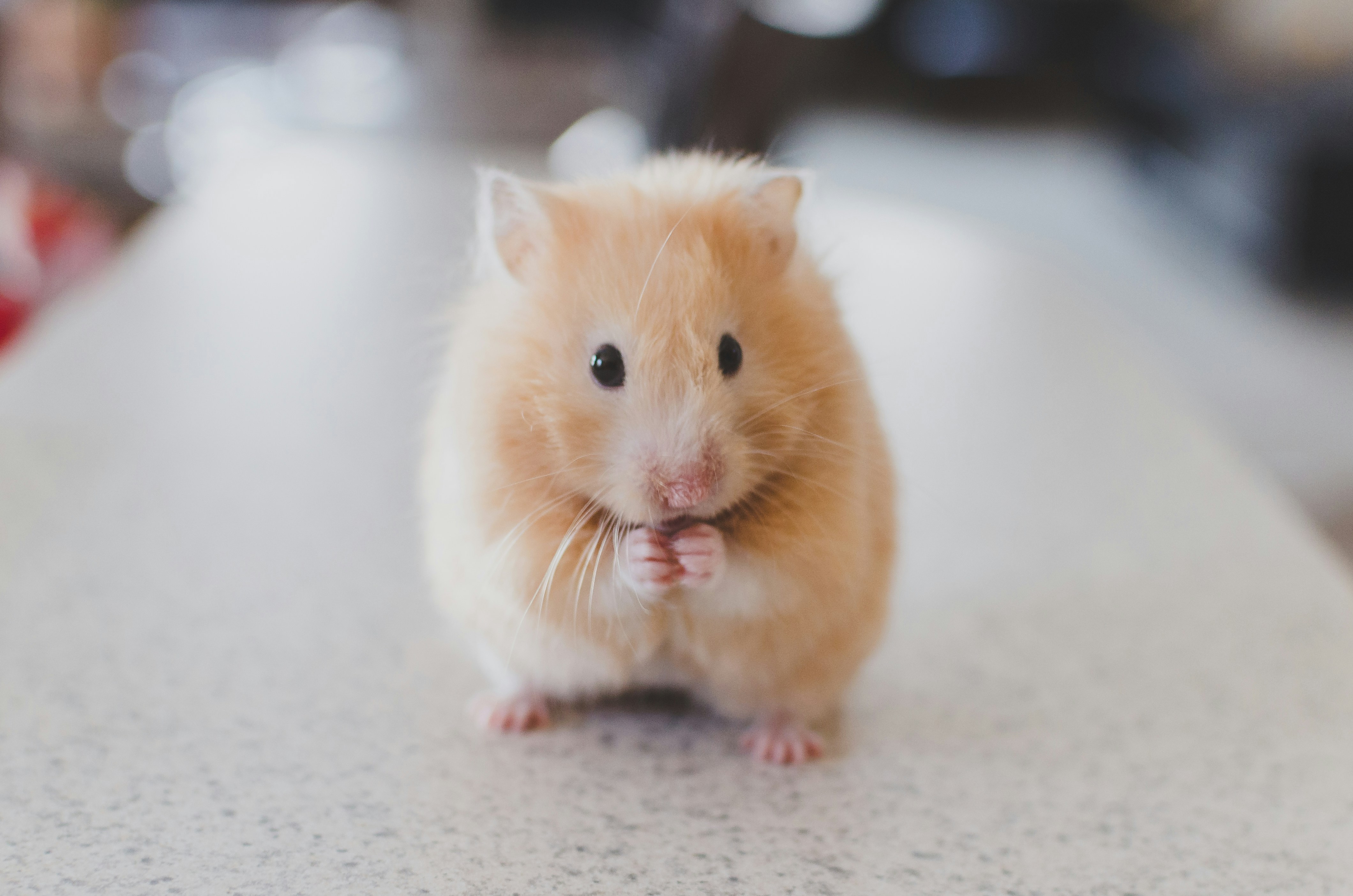 Mice in South Africa
