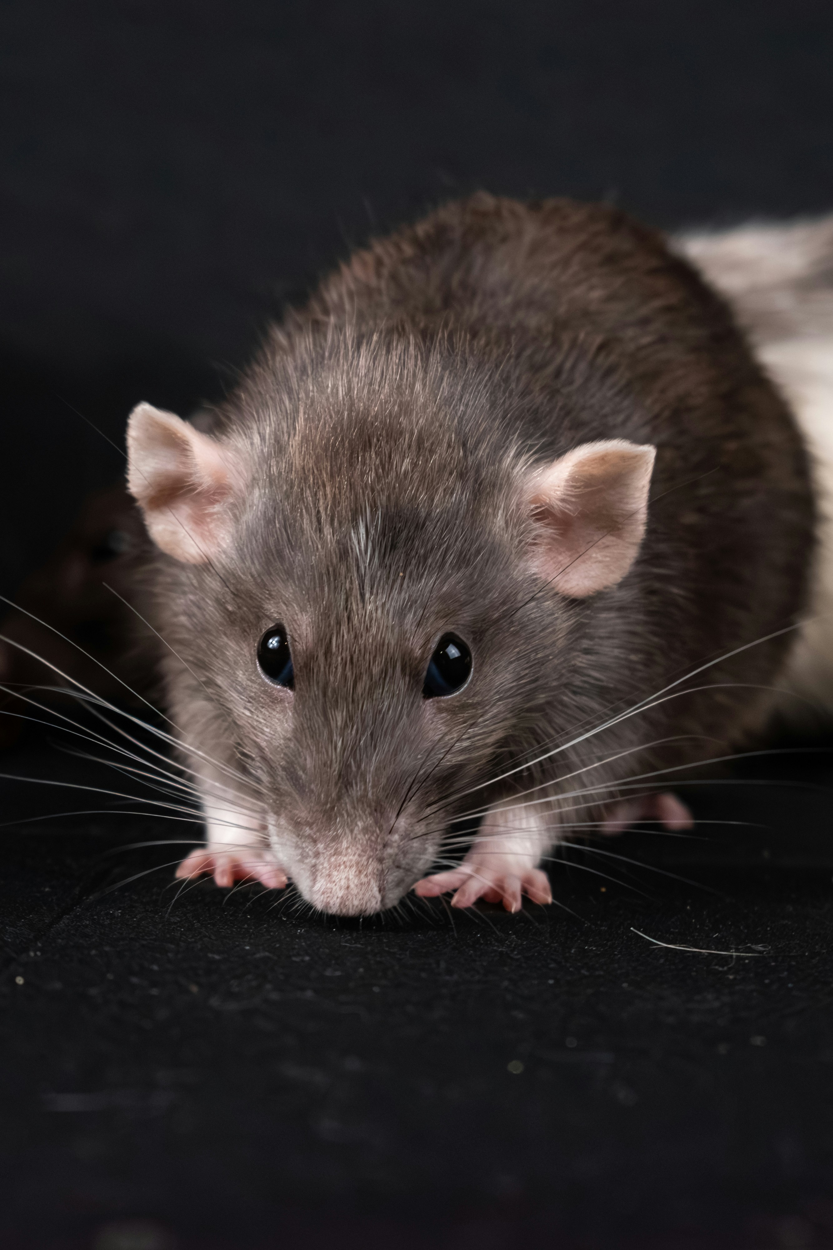 Rats in South Africa