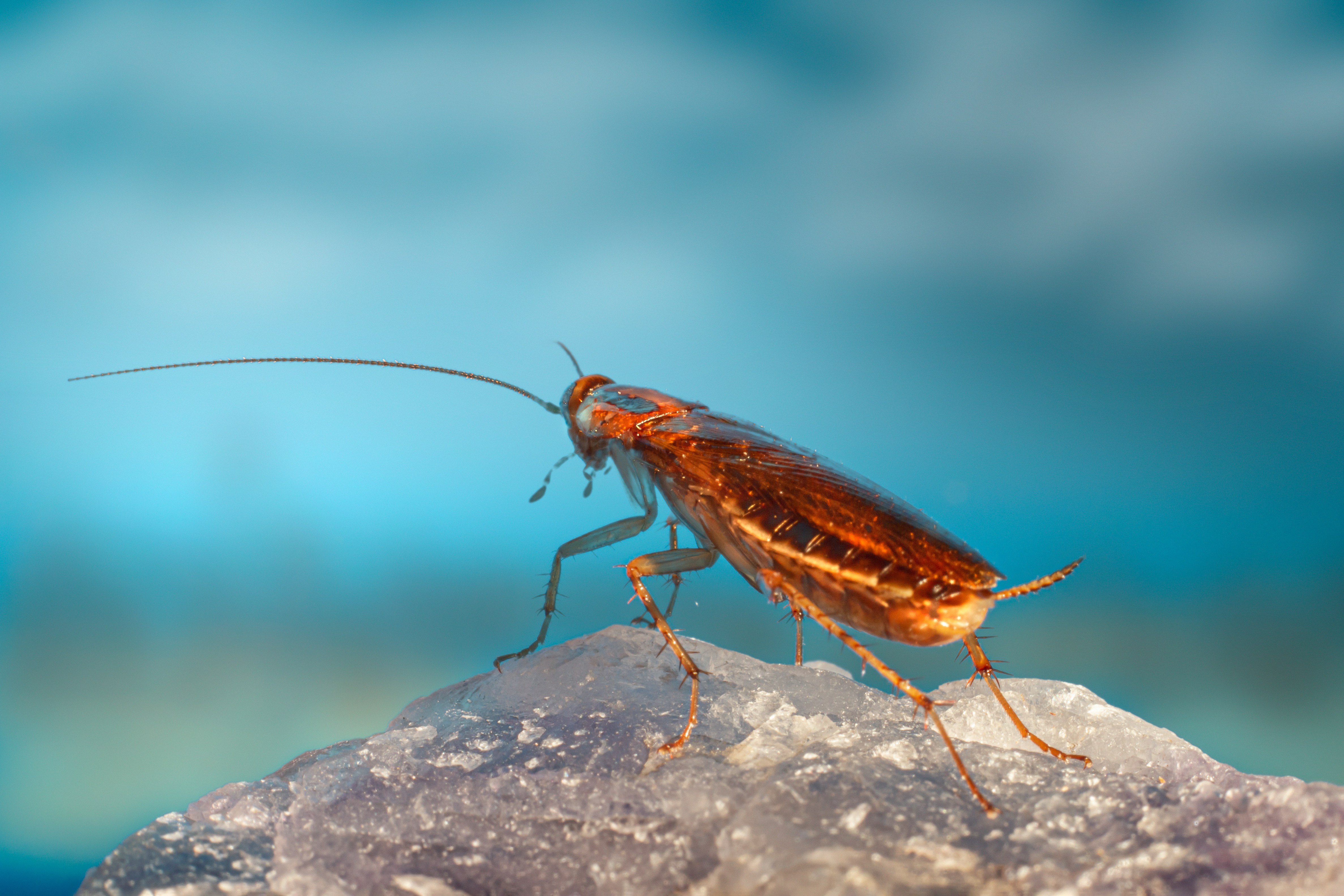 Fumigation (Severe Infestations)