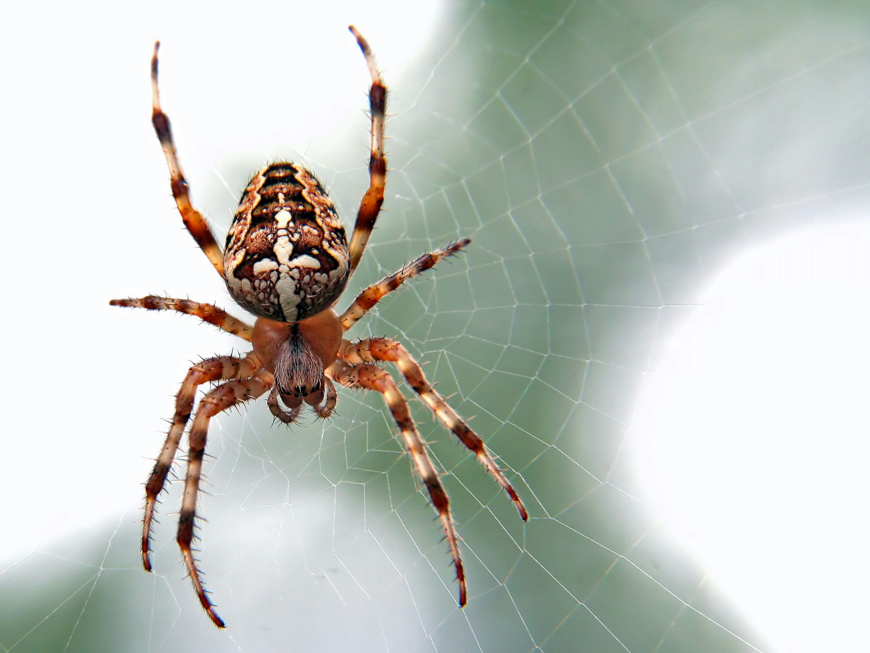 Spiders in South Africa