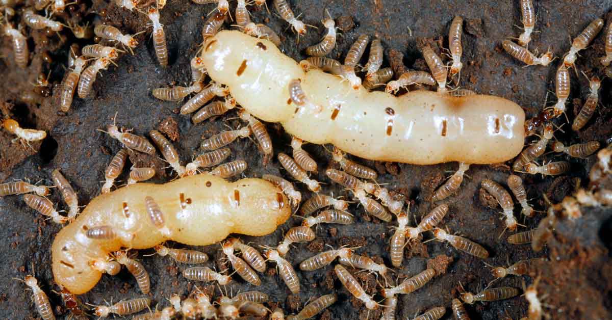 Termite damage assessment South Africa