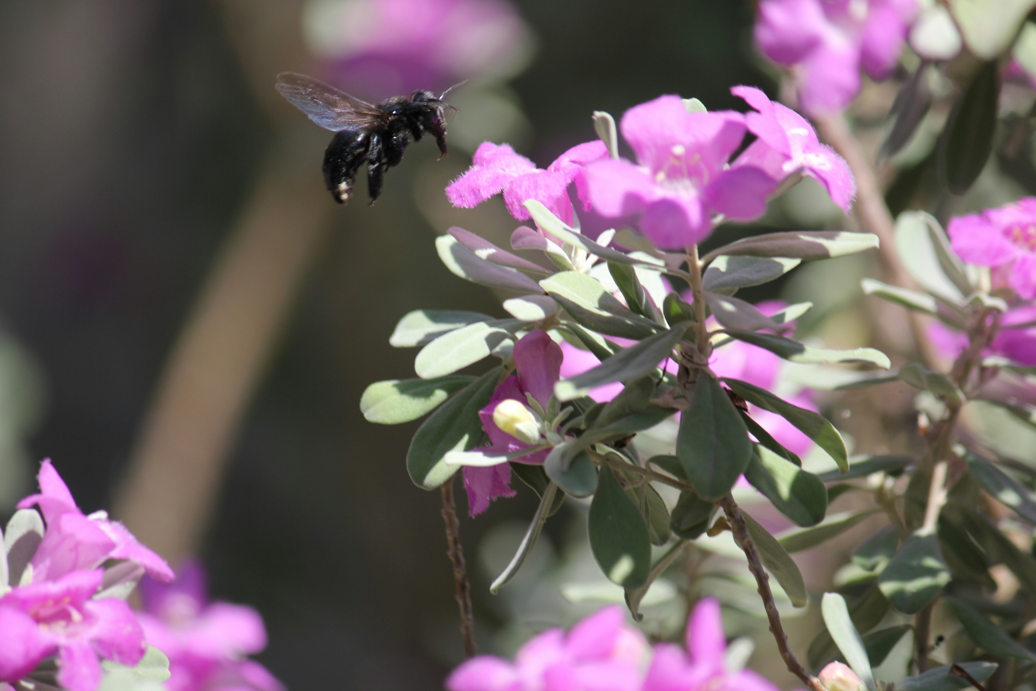 Wood Borers in South Africa