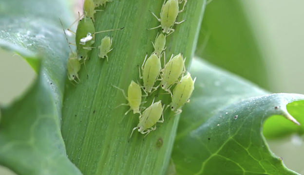 Aphid Removal