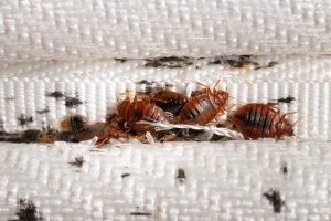 bed-bugs-in-mattress bed-bugs-in-mattress