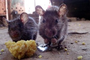 rat-control-3 rat-control-3