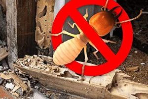 termite-control-4 termite-control-4